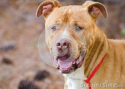 Brindle American Pitbull Terrier Bulldog Stock Photo