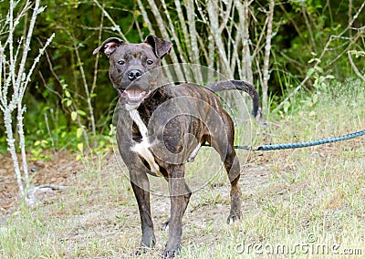 Brindle American Pitbull Terrier dog Stock Photo