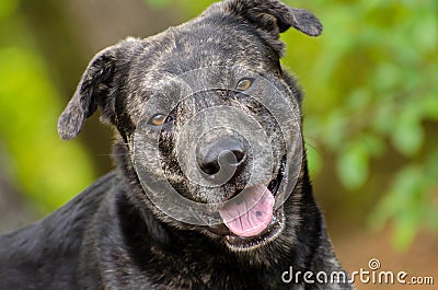 Brindle Anatolian Shepherd mixed breed dog Stock Photo