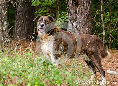 Brindle Anatolian Shepherd Pyrenees mixed breed dog Stock Photo