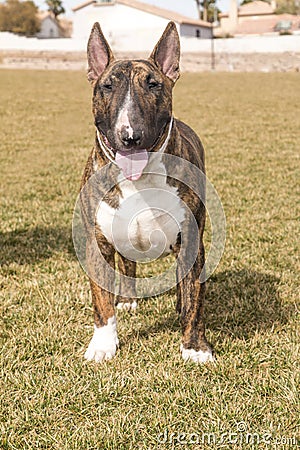Brindle Bull Terrier Posing on lawn Stock Photo