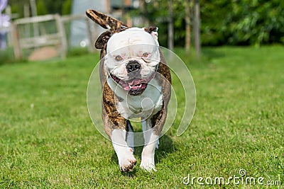 Brindle coat American Bulldog dog in move on grass Stock Photo