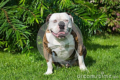 Brindle coat American Bulldog dog portrait outside Stock Photo