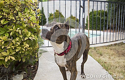 Brindle dog posing by a bush Stock Photo