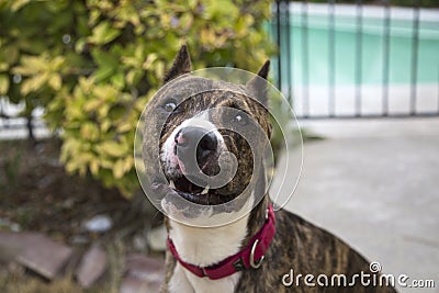 Brindle dog smiling for a portrait Stock Photo