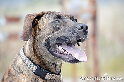 Brindle Dog Smiling Stock Photo