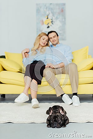 Brindle Frenchie dog lying on floor by his owners sitting Stock Photo