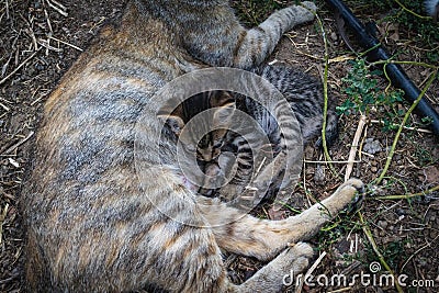 Brindle kittens breastfed by their mother Stock Photo