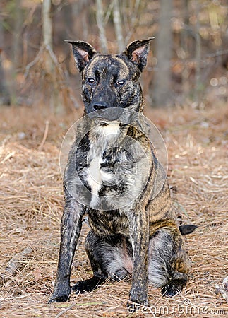 Brindle Pitbull Terrier Dutch Shepherd mixed breed dog Stock Photo