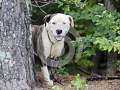 Brindle and white American Bulldog Anatolian mixed breed dog Stock Photo