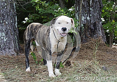 Brindle and white American Bulldog Anatolian mixed breed dog Stock Photo