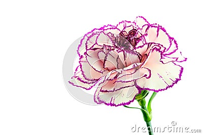 Brindle white and purple carnation on white background Stock Photo