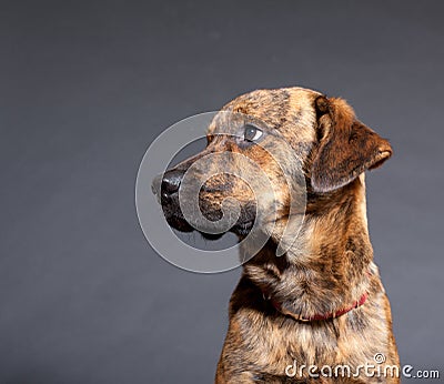 A brindled plott hound Stock Photo