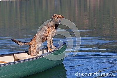 A brindled plott hound on a boat Stock Photo