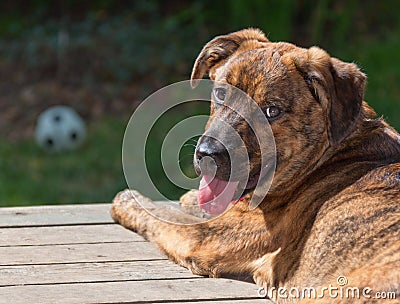 Brindled Plott hound puppy Stock Photo