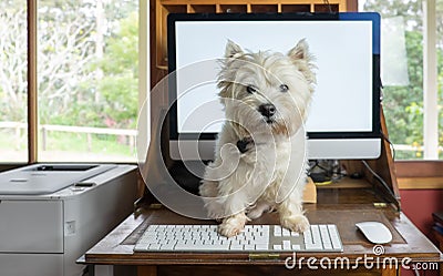 Bring dog to work day - west highland white terrier on desk with Stock Photo