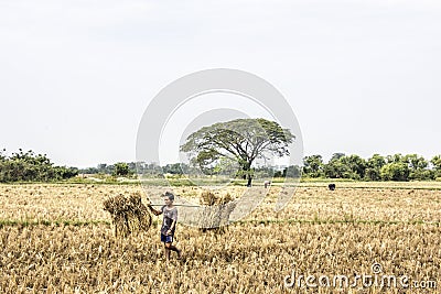 Bringing in the hay Editorial Stock Photo