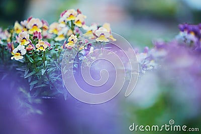 Bringing some colour into your life. wild violets in bloom in a nursery. Stock Photo