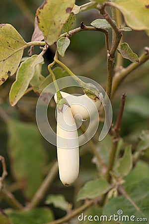 Brinjal Stock Photo