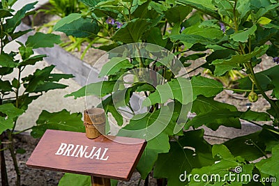 Brinjal board in the garden Stock Photo