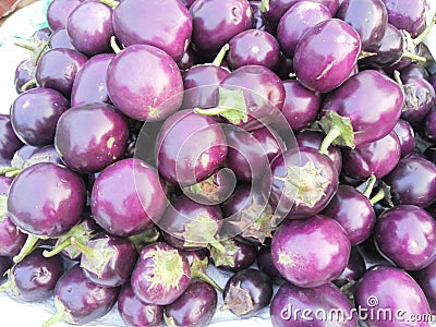 Brinjal Stock Photo