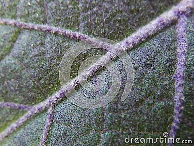 Brinjal or egg plant leaf Stock Photo