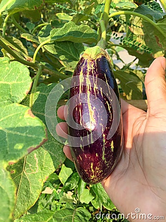 Brinjal Eggplant in hand Stock Photo