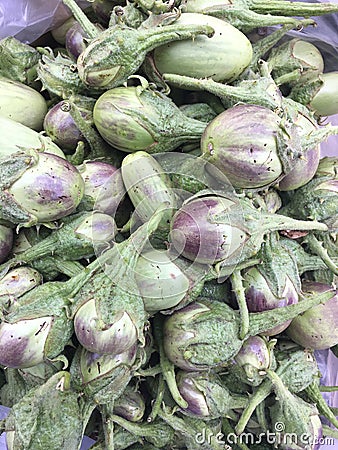 Brinjal Stock Photo