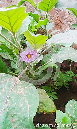 Brinjal flower beautiful flower,in my garden Stock Photo