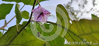 Brinjal flower green leaf Stock Photo