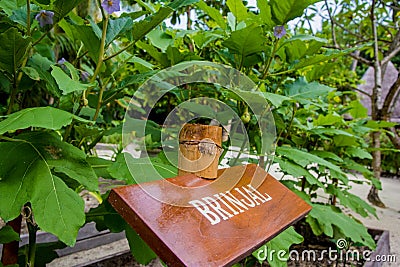 Brinjal in the garden Stock Photo