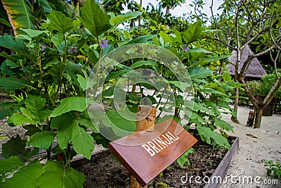 Brinjal in the garden Stock Photo