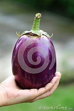 Brinjal Stock Photo