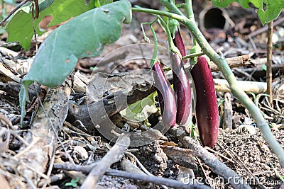 Brinjal which is Purple and fully grown also ready to be picked Stock Photo