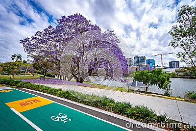 Brisbane, Queensland, Australia - Blossoming jacaranda tree Editorial Stock Photo