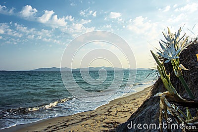 Brisk view of the morning sea Stock Photo