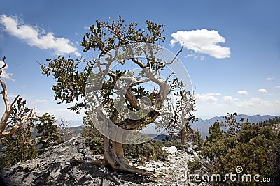 Bristle Cone Pine Tree Stock Photo