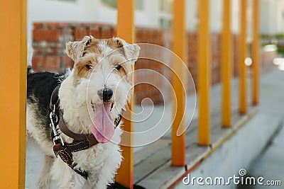 Bristle fox terrier Stock Photo