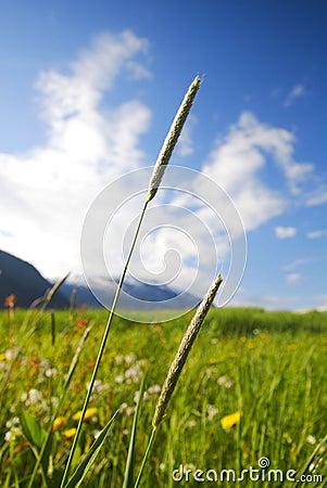 Bristle Grass Stock Photo
