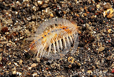 Bristle worm Stock Photo