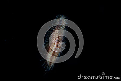 Bristle Worm Swimming in Dark Waters at Night Stock Photo