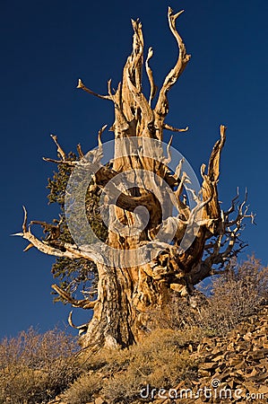 Bristlecone Pine Stock Photo