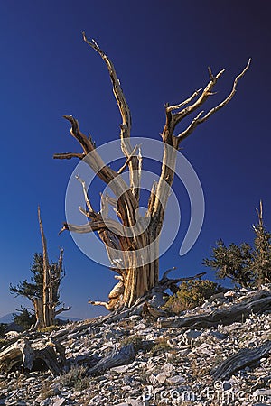 Bristlecone Pine Stock Photo