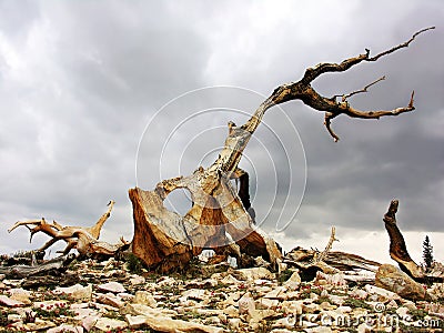 Bristlecone Pine Stock Photo