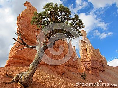 Bristlecone Pine, Bryce Canyon Stock Photo