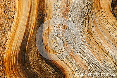 Bristlecone Pine Detail Stock Photo