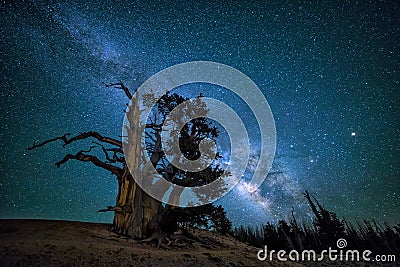 Bristlecone pine, Milkyway galaxy, Utah Stock Photo