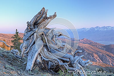 Bristlecone Pine Stump Stock Photo