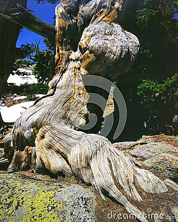 Bristlecone Pine tree Stock Photo