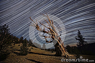 Bristlecone Pine Tree in the Forest Stock Photo